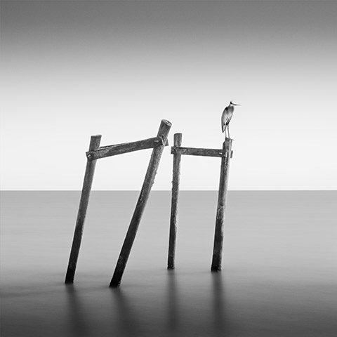 lone bird by by jonathan knight